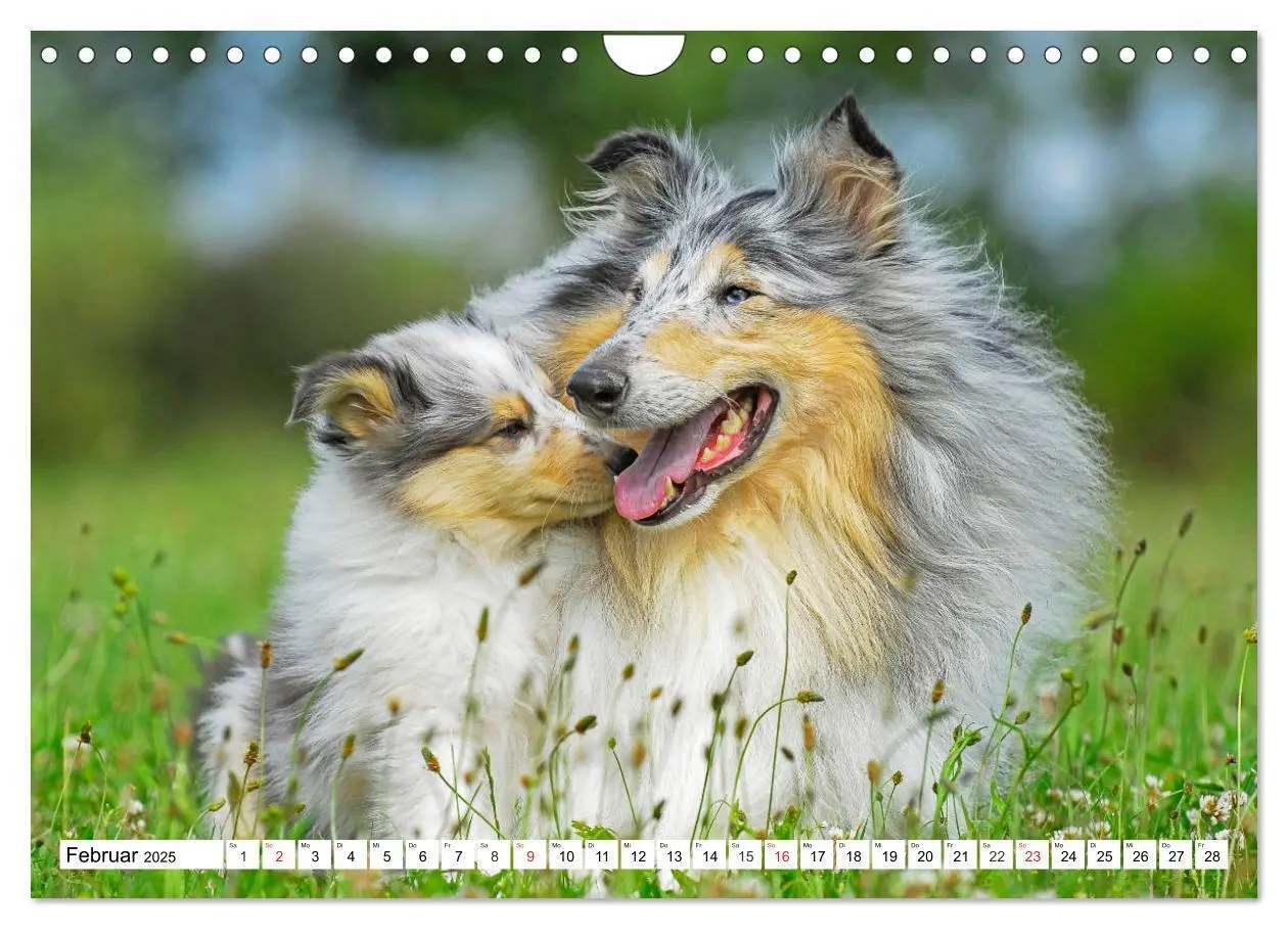 Bild: 9783435251452 | Colliewelpen - kleine Collies erobern die Welt (Wandkalender 2025...