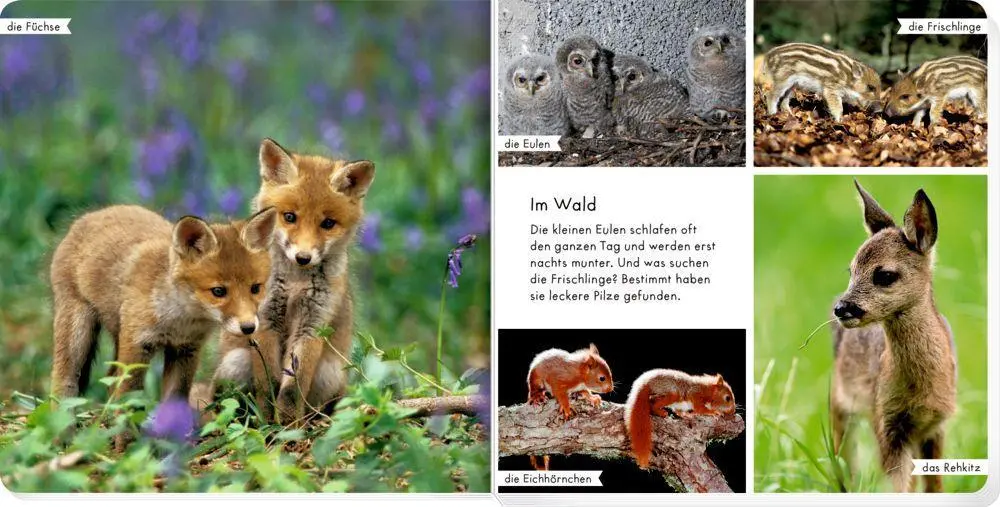 Bild: 9783649641452 | Meine liebsten Tierbabys | Buch | 28 S. | Deutsch | 2022 | Coppenrath