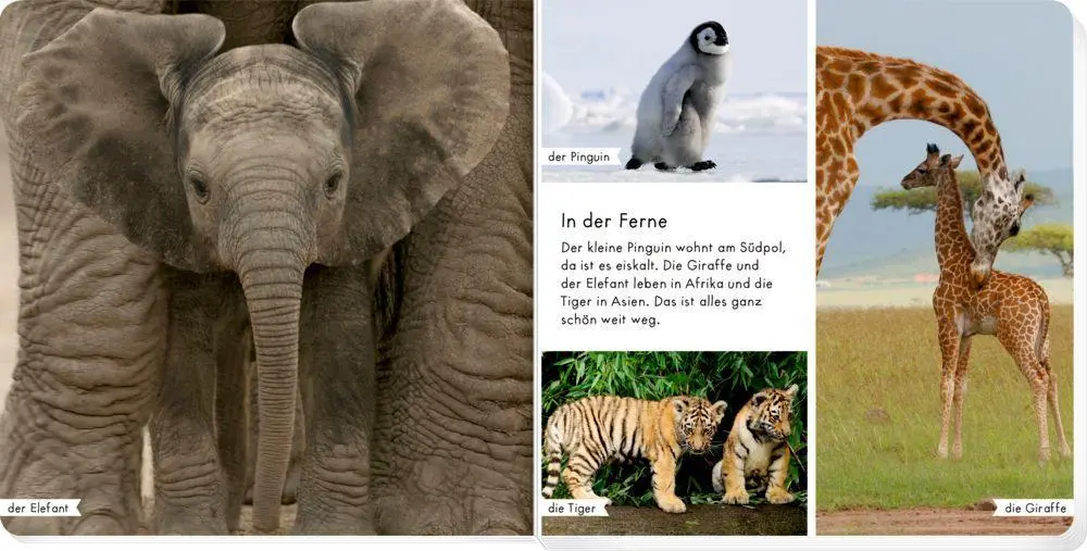 Bild: 9783649641452 | Meine liebsten Tierbabys | Buch | 28 S. | Deutsch | 2022 | Coppenrath