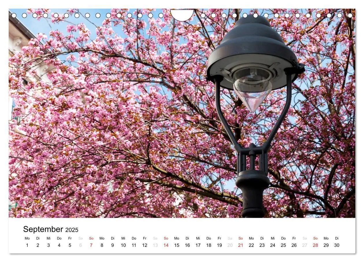 Bild: 9783435611652 | Bonn - Kirschblütenfest in der Altstadt (Wandkalender 2025 DIN A4...