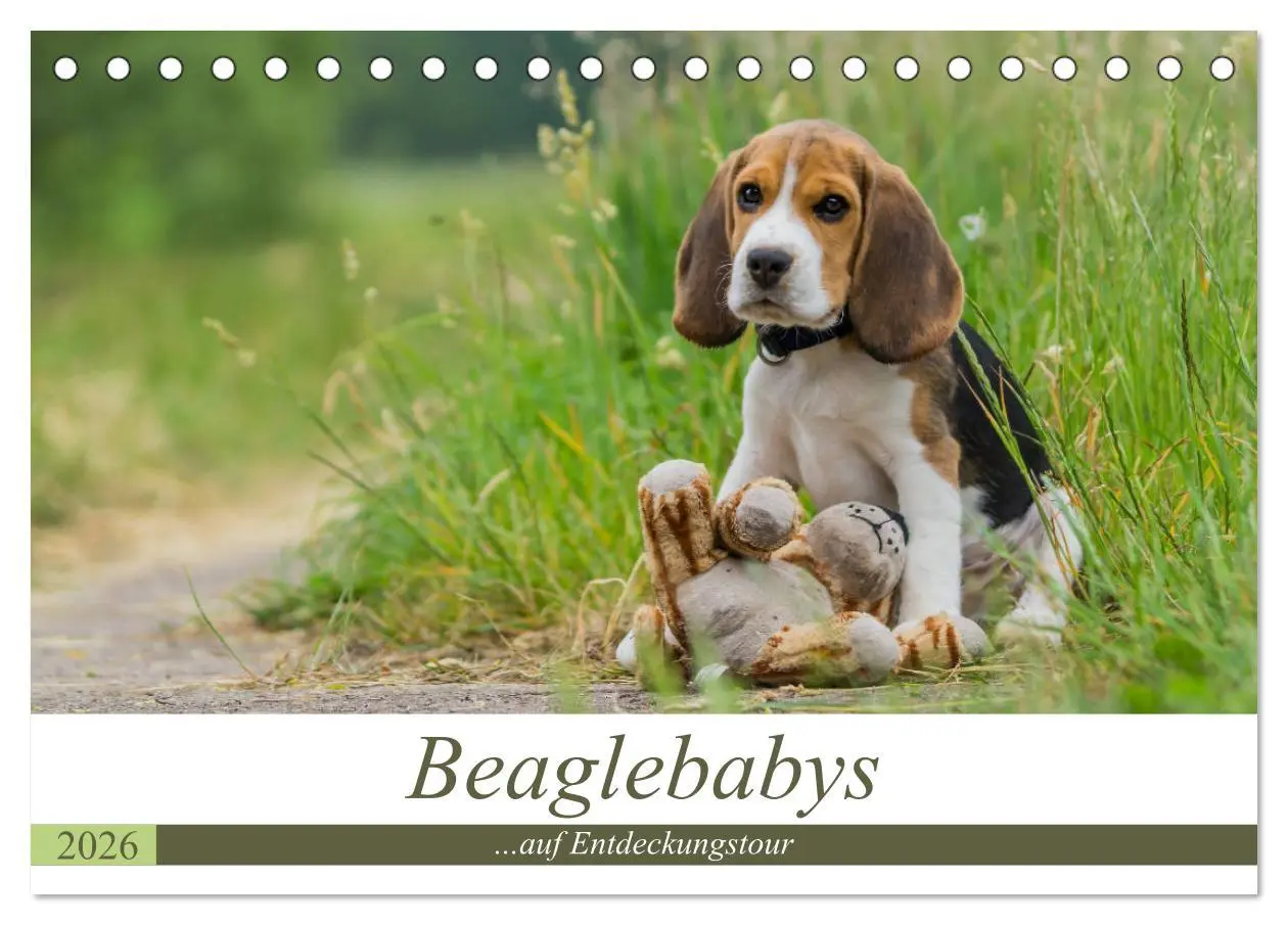 Cover: 9783516031652 | Beaglebabys auf Entdeckungstour (Tischkalender 2026 DIN A5 quer),...