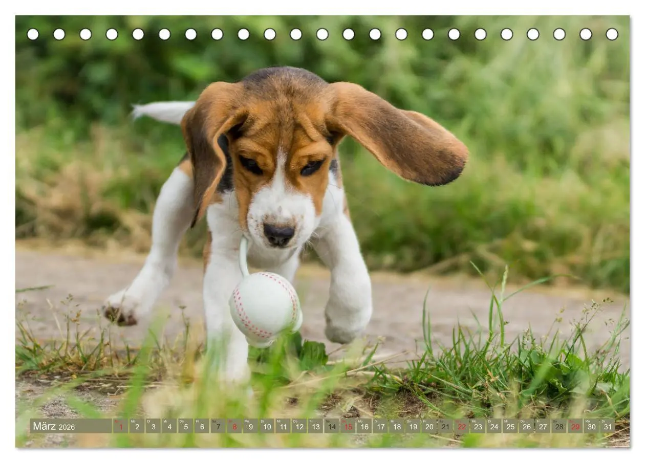 Bild: 9783516031652 | Beaglebabys auf Entdeckungstour (Tischkalender 2026 DIN A5 quer),...