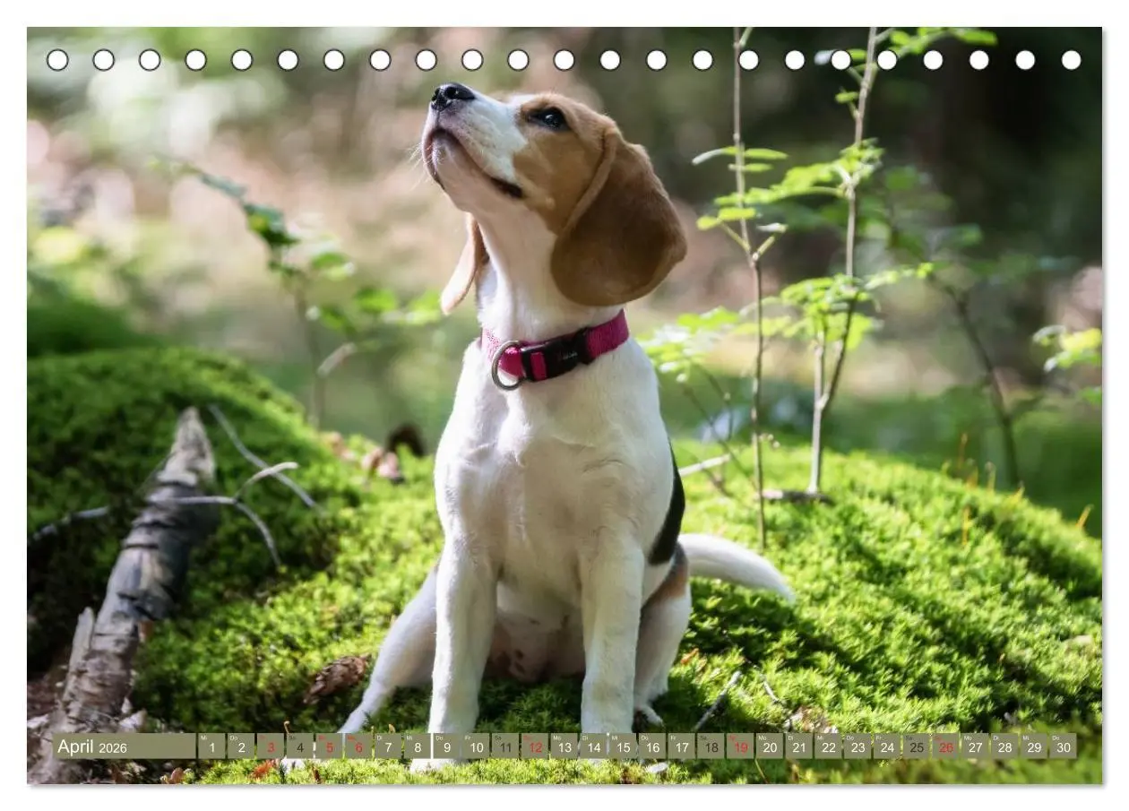 Bild: 9783516031652 | Beaglebabys auf Entdeckungstour (Tischkalender 2026 DIN A5 quer),...