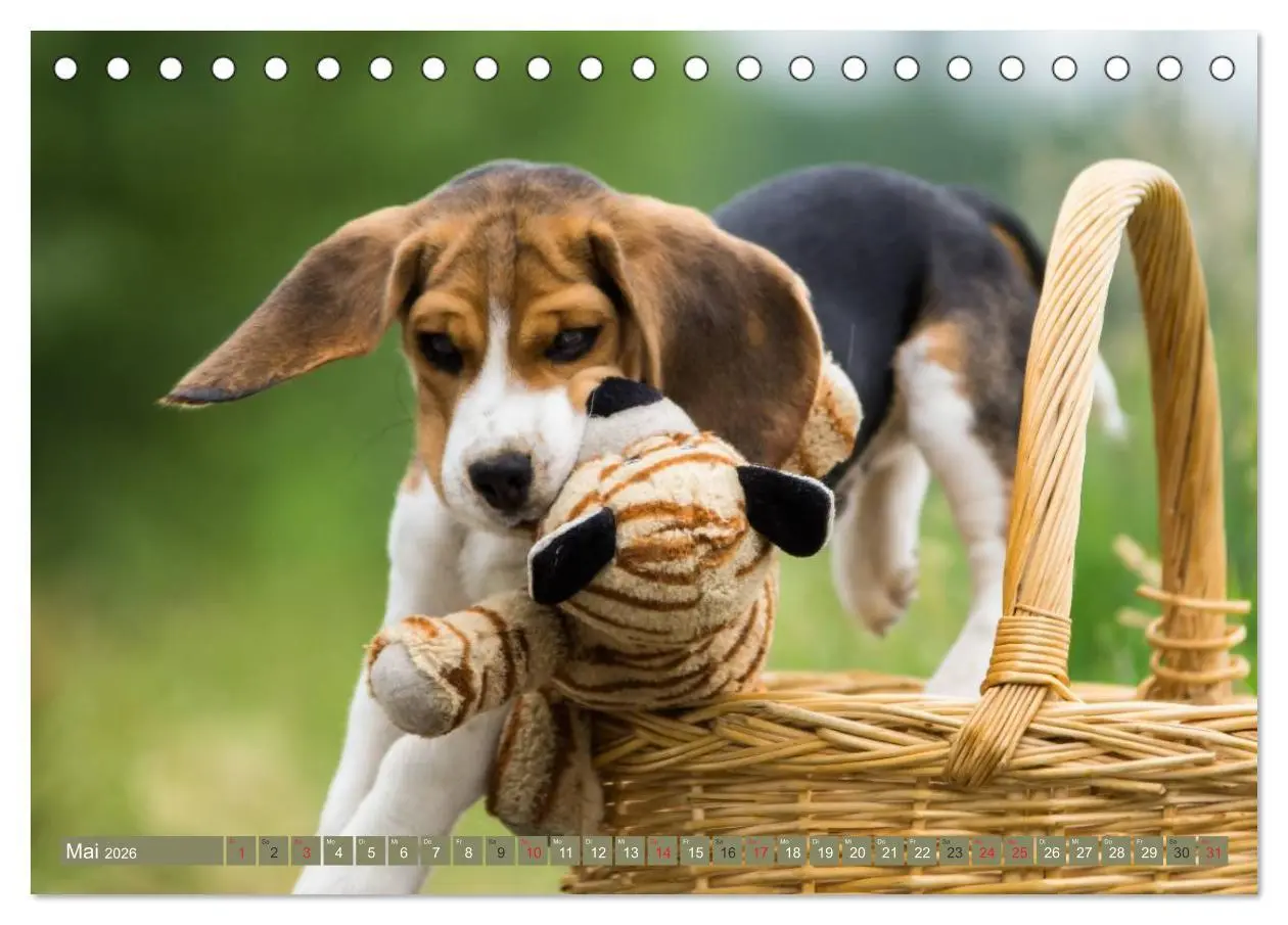 Bild: 9783516031652 | Beaglebabys auf Entdeckungstour (Tischkalender 2026 DIN A5 quer),...