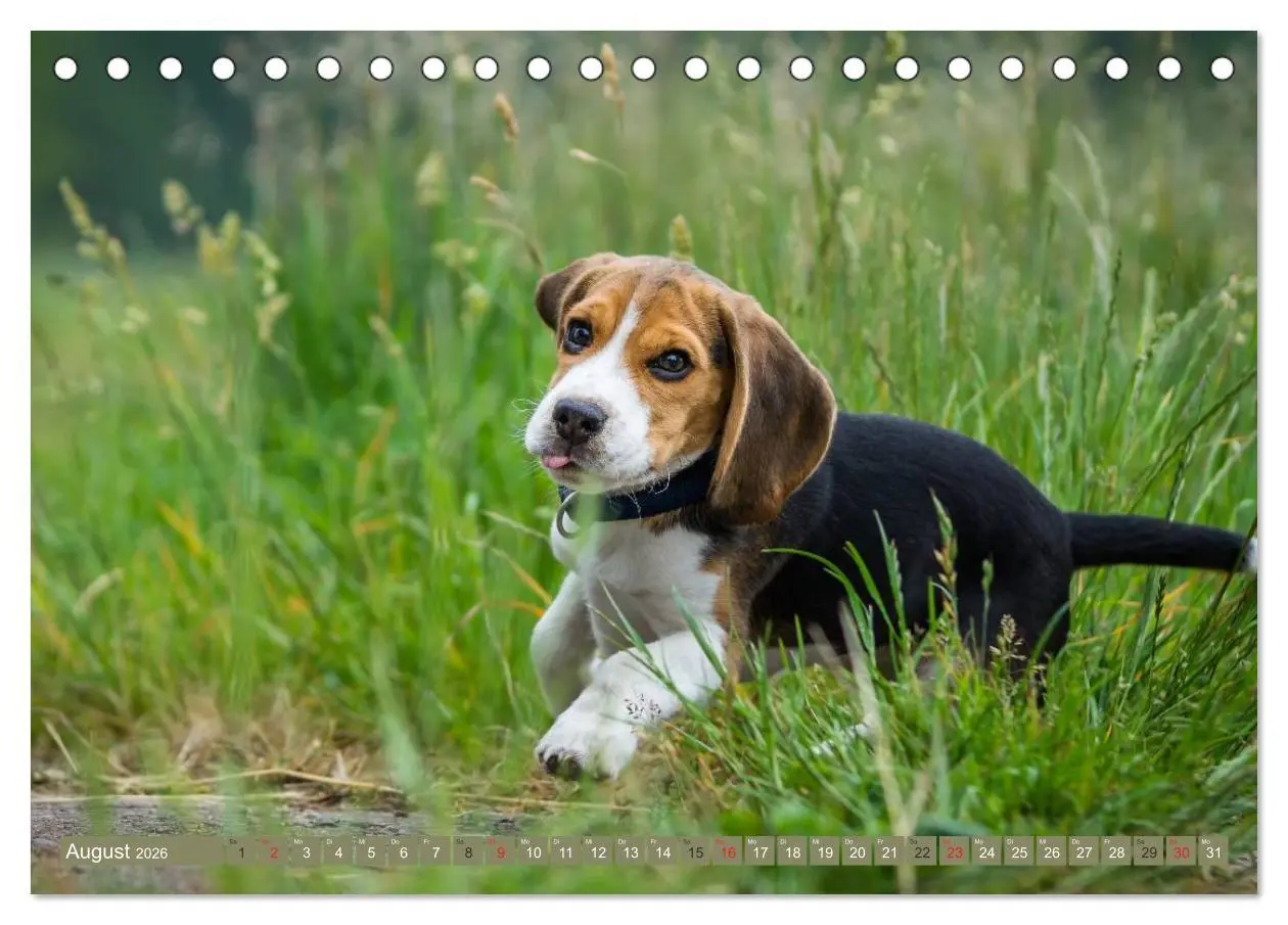 Bild: 9783516031652 | Beaglebabys auf Entdeckungstour (Tischkalender 2026 DIN A5 quer),...