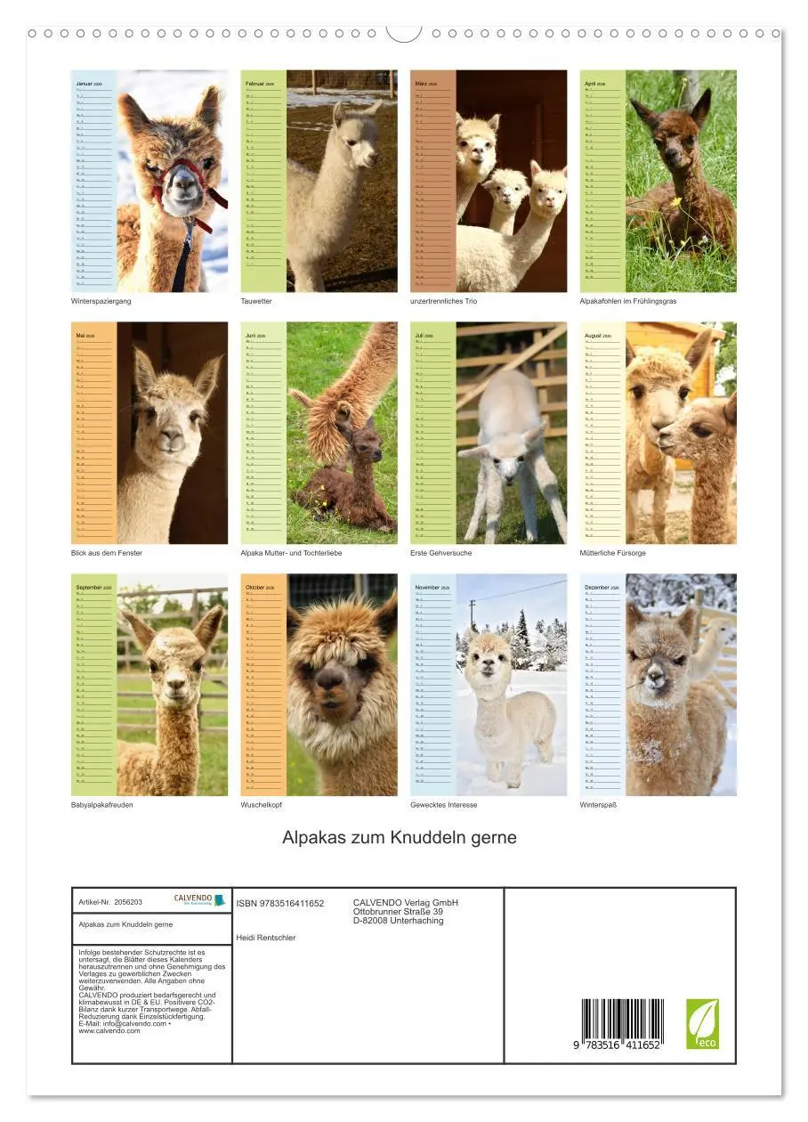 Bild: 9783516411652 | Alpakas zum Knuddeln gerne (hochwertiger Premium Wandkalender 2026...