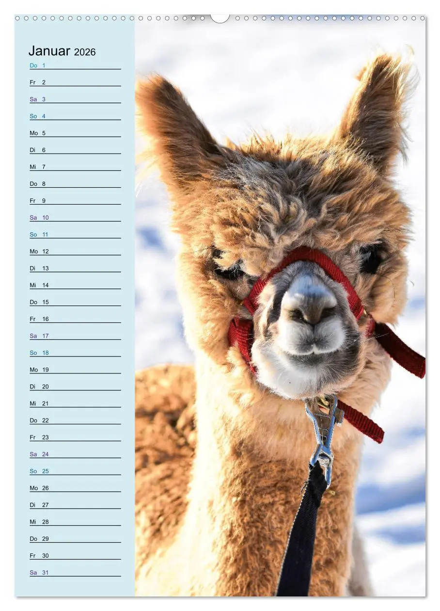 Bild: 9783516411652 | Alpakas zum Knuddeln gerne (hochwertiger Premium Wandkalender 2026...