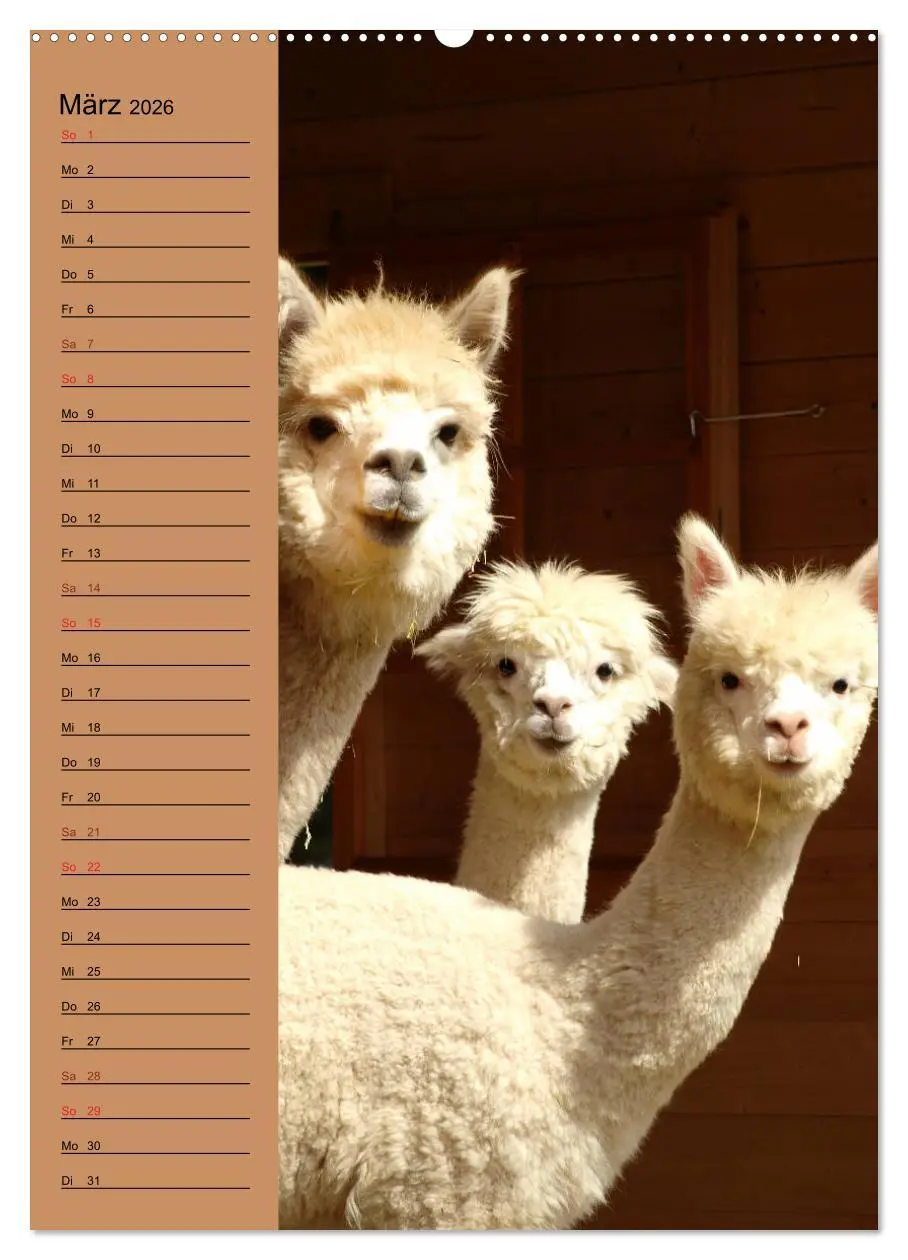 Bild: 9783516411652 | Alpakas zum Knuddeln gerne (hochwertiger Premium Wandkalender 2026...