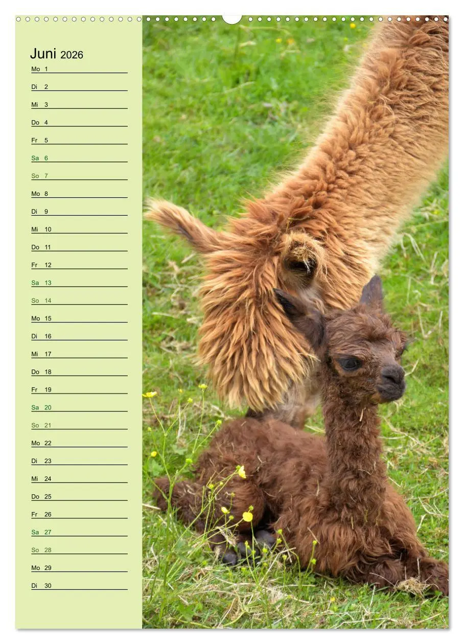 Bild: 9783516411652 | Alpakas zum Knuddeln gerne (hochwertiger Premium Wandkalender 2026...