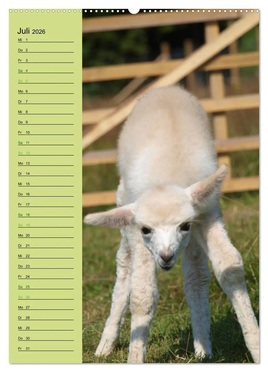 Bild: 9783516411652 | Alpakas zum Knuddeln gerne (hochwertiger Premium Wandkalender 2026...