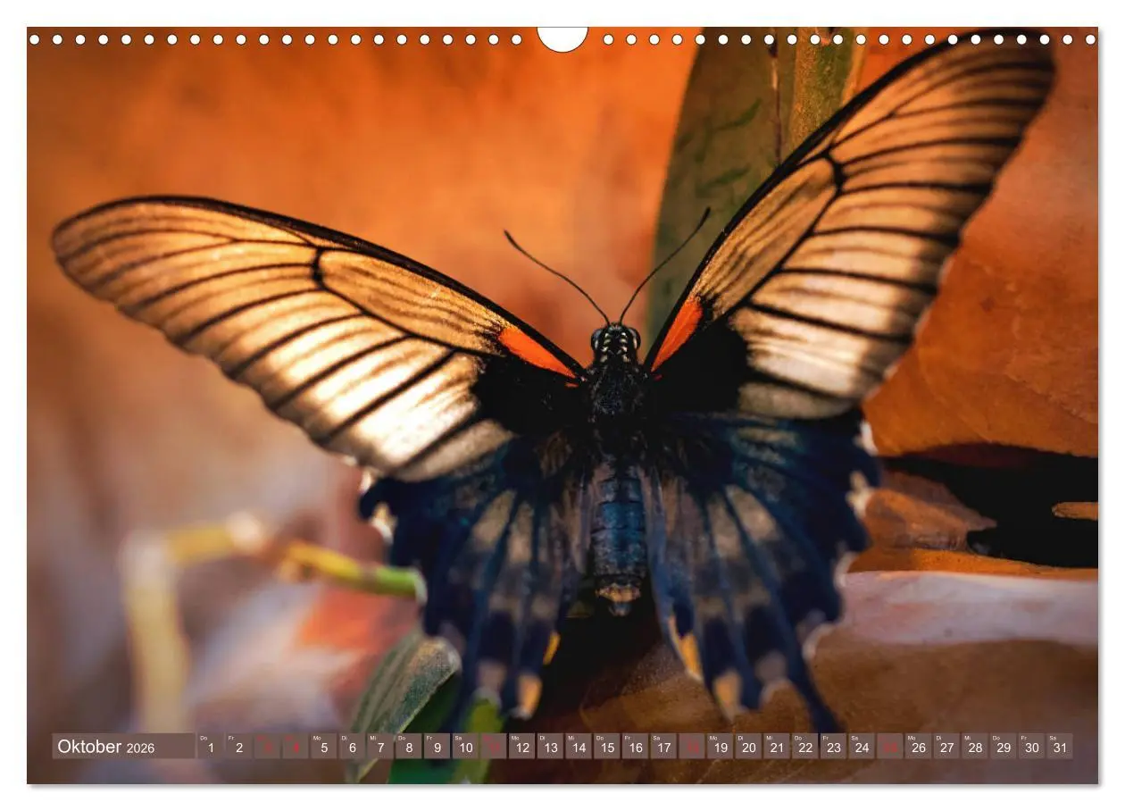 Bild: 9783457931752 | Schmetterlinge im Fokus (Wandkalender 2026 DIN A3 quer), CALVENDO...