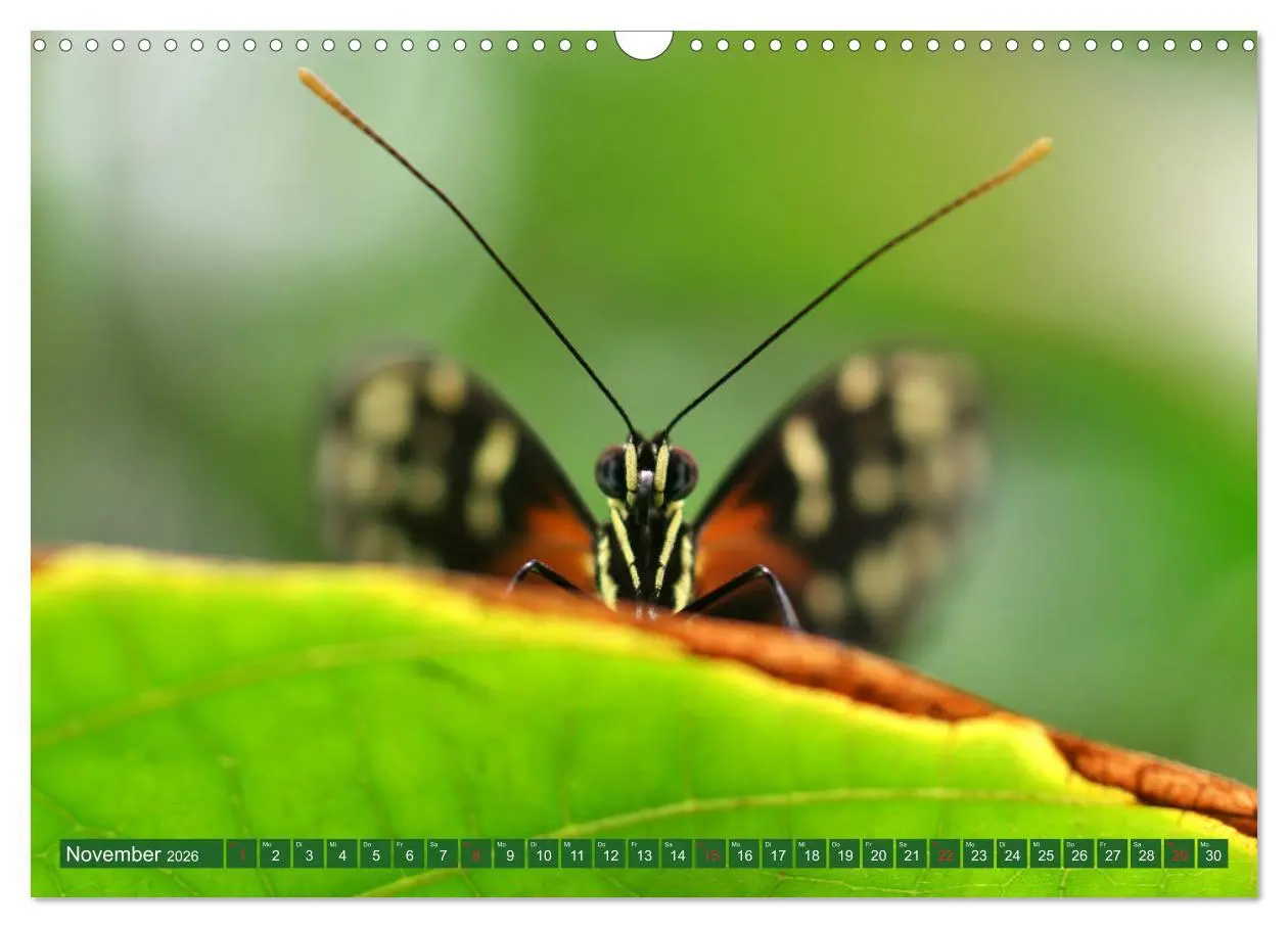 Bild: 9783457931752 | Schmetterlinge im Fokus (Wandkalender 2026 DIN A3 quer), CALVENDO...