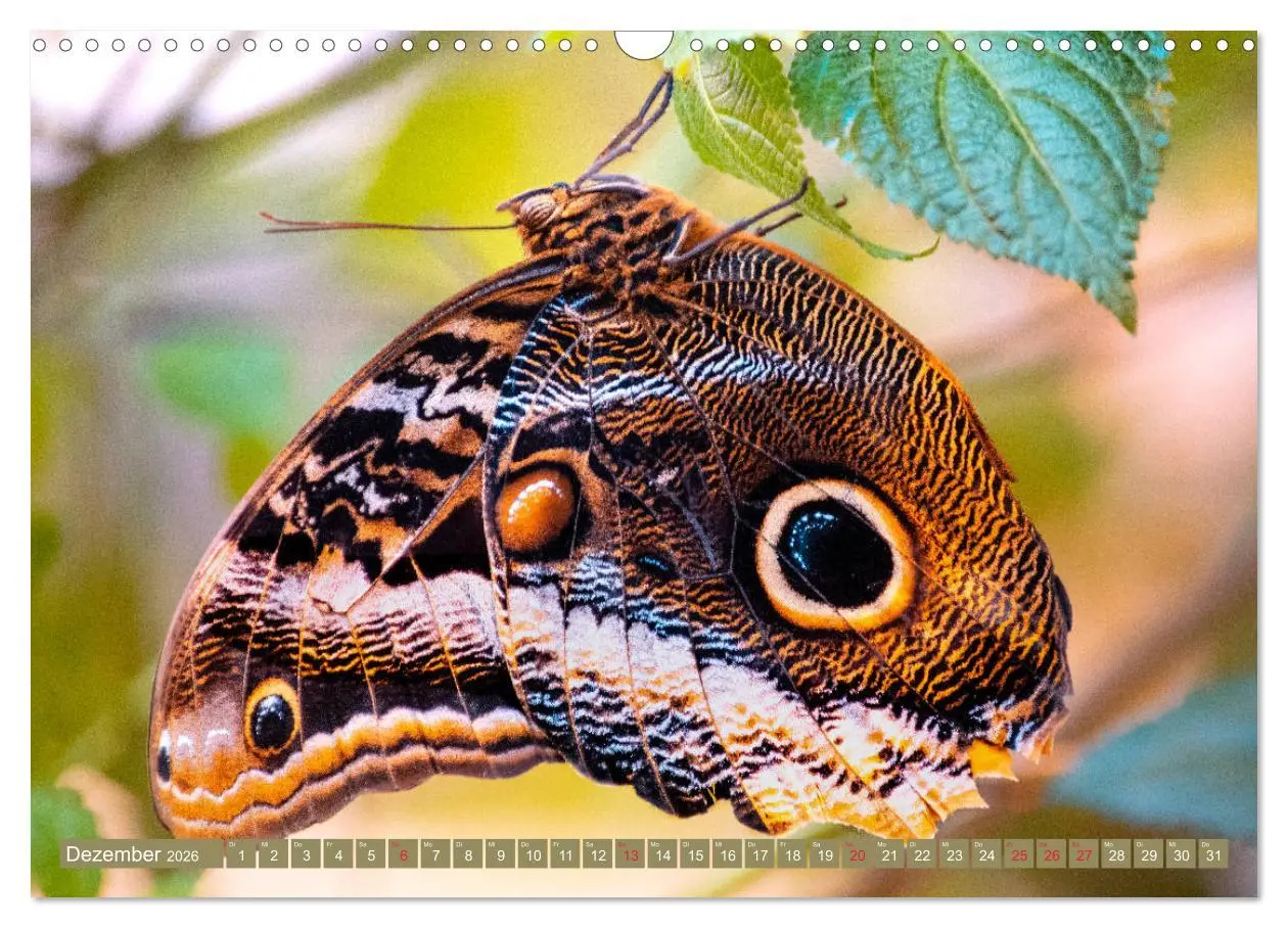 Bild: 9783457931752 | Schmetterlinge im Fokus (Wandkalender 2026 DIN A3 quer), CALVENDO...