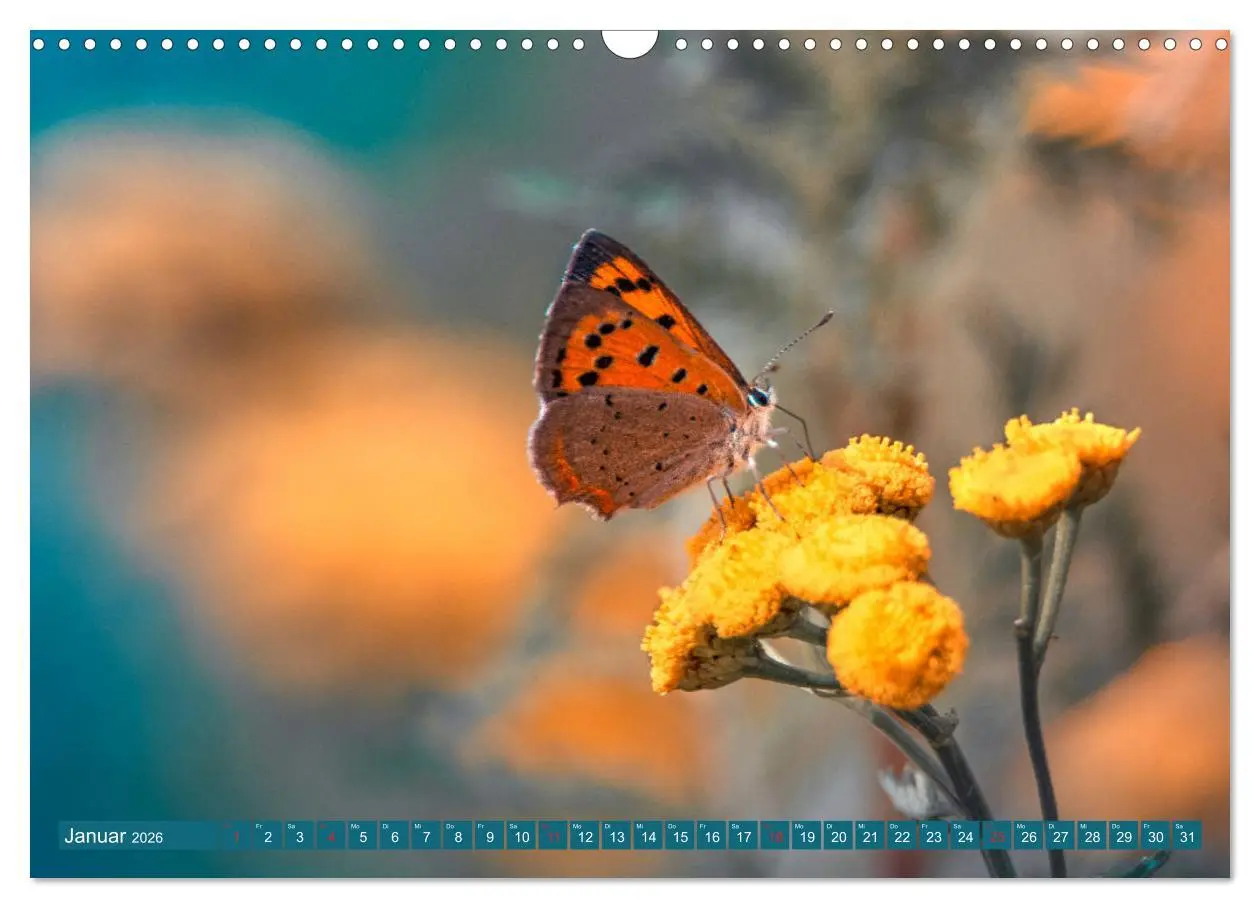 Bild: 9783457931752 | Schmetterlinge im Fokus (Wandkalender 2026 DIN A3 quer), CALVENDO...