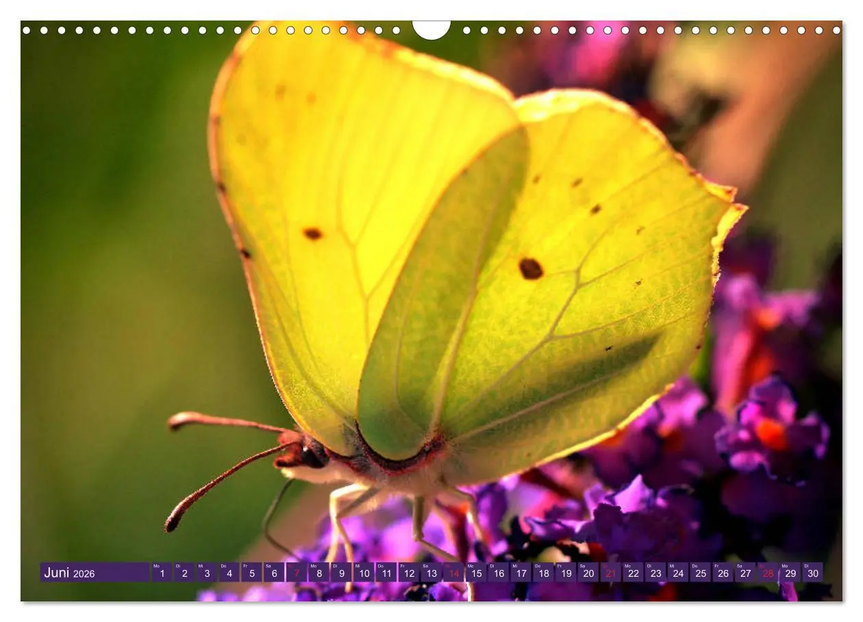 Bild: 9783457931752 | Schmetterlinge im Fokus (Wandkalender 2026 DIN A3 quer), CALVENDO...