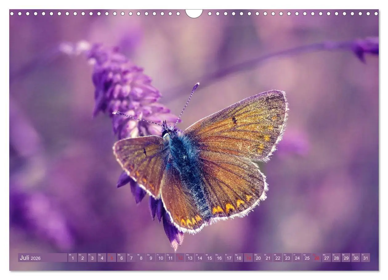 Bild: 9783457931752 | Schmetterlinge im Fokus (Wandkalender 2026 DIN A3 quer), CALVENDO...