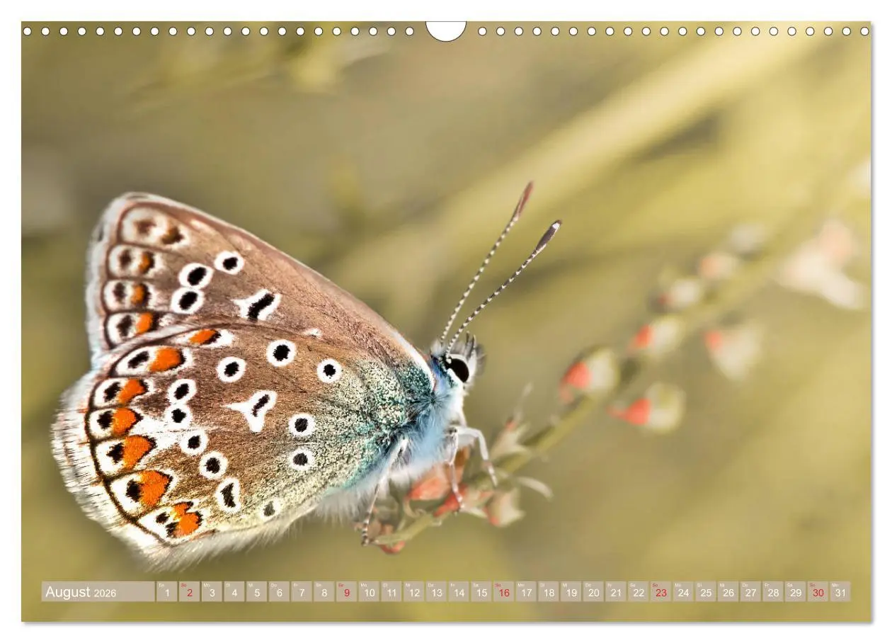 Bild: 9783457931752 | Schmetterlinge im Fokus (Wandkalender 2026 DIN A3 quer), CALVENDO...
