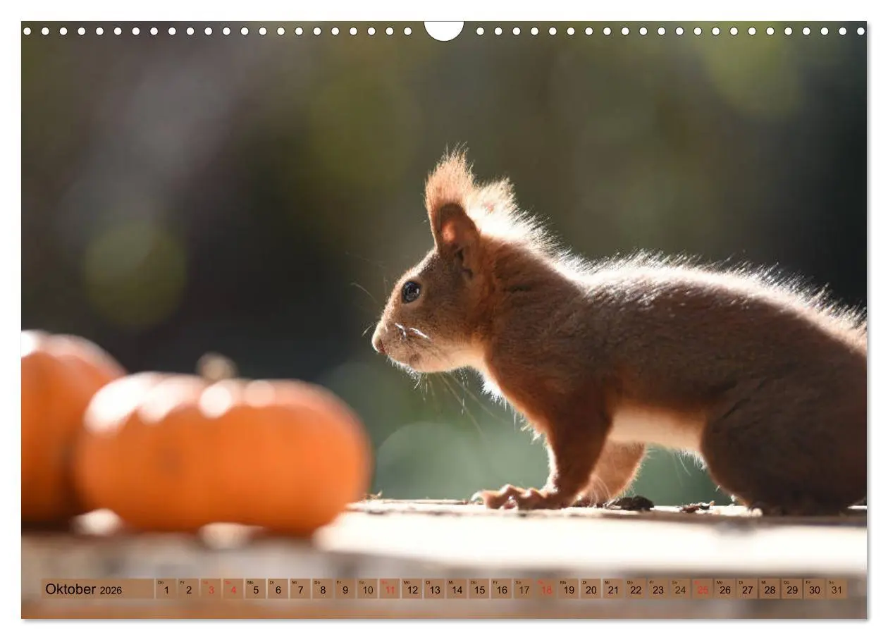 Bild: 9783516021752 | Neuer Spaß mit Eichhörnchen-Kindern (Wandkalender 2026 DIN A3...
