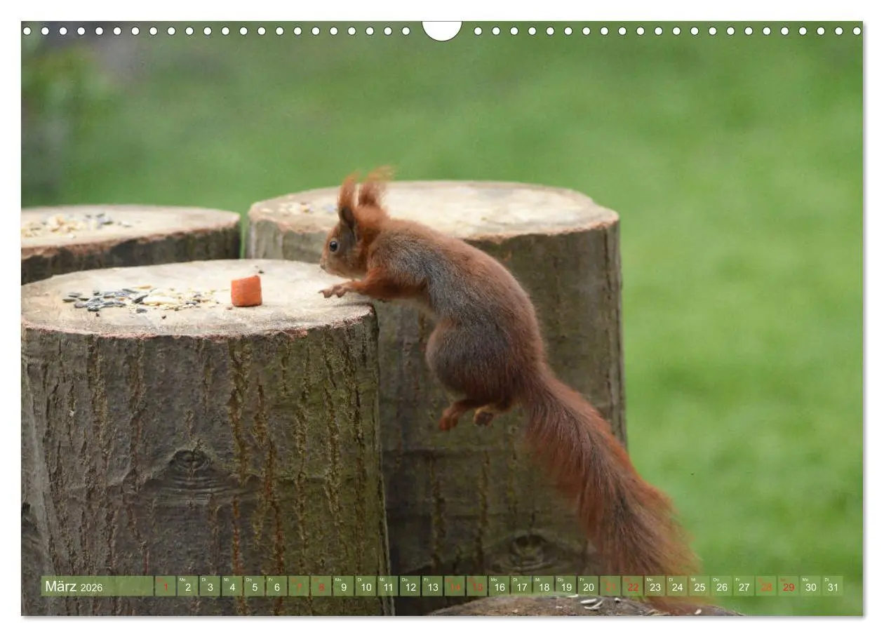 Bild: 9783516021752 | Neuer Spaß mit Eichhörnchen-Kindern (Wandkalender 2026 DIN A3...