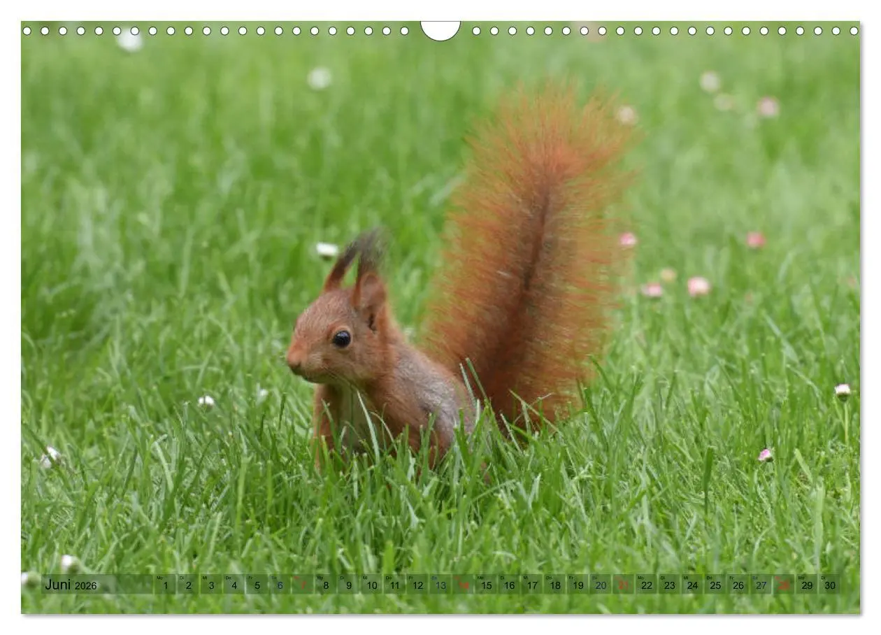 Bild: 9783516021752 | Neuer Spaß mit Eichhörnchen-Kindern (Wandkalender 2026 DIN A3...