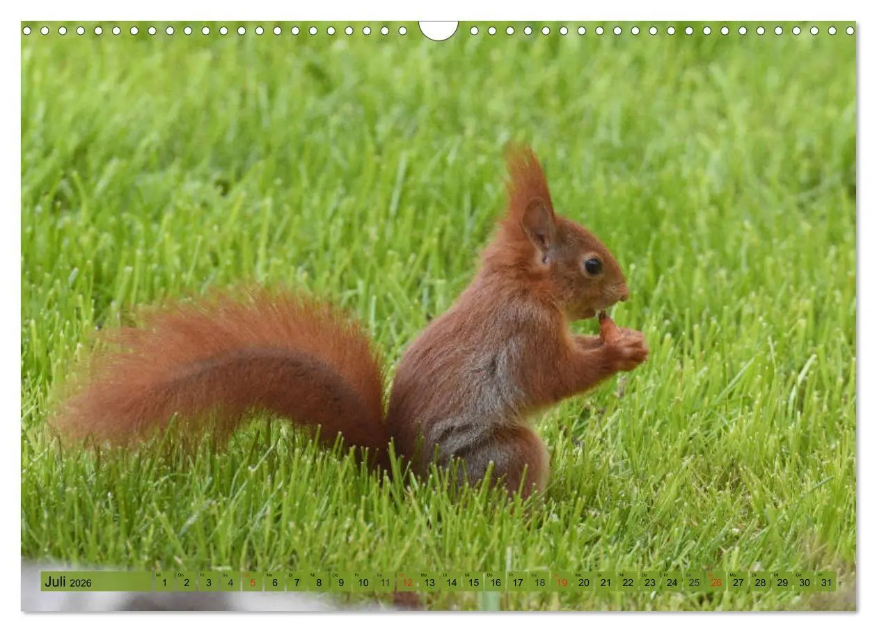 Bild: 9783516021752 | Neuer Spaß mit Eichhörnchen-Kindern (Wandkalender 2026 DIN A3...