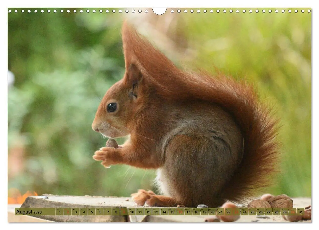 Bild: 9783516021752 | Neuer Spaß mit Eichhörnchen-Kindern (Wandkalender 2026 DIN A3...