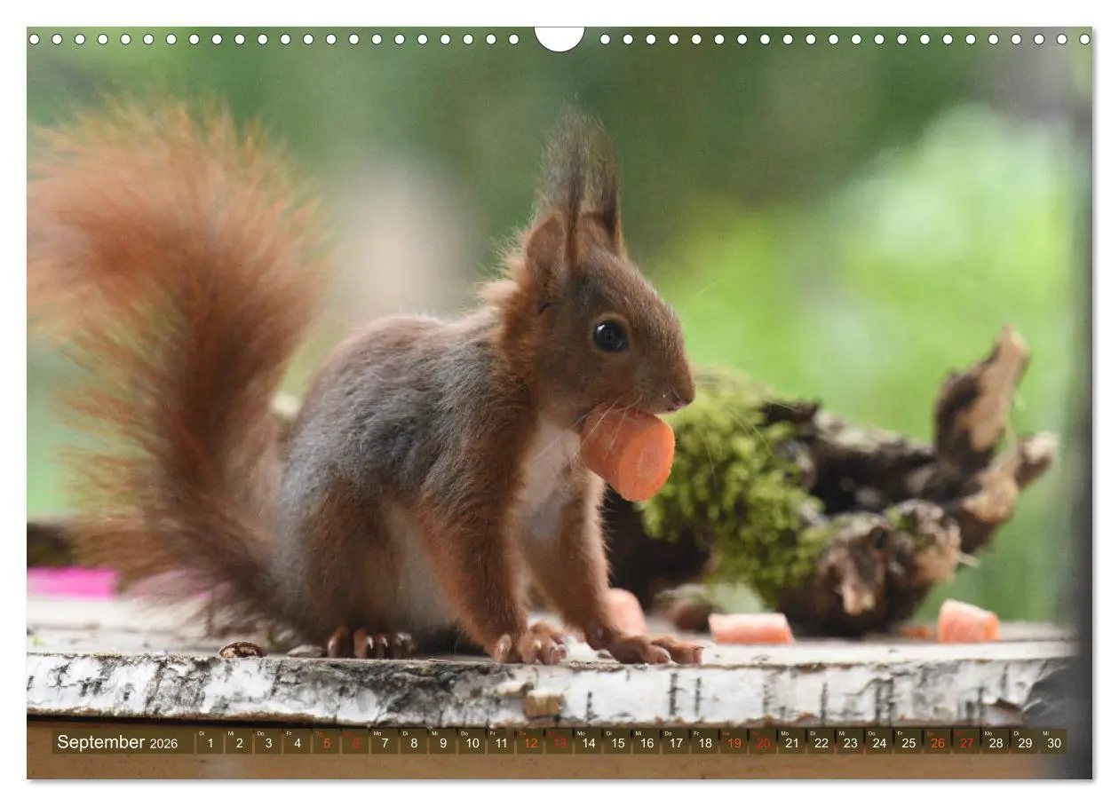 Bild: 9783516021752 | Neuer Spaß mit Eichhörnchen-Kindern (Wandkalender 2026 DIN A3...