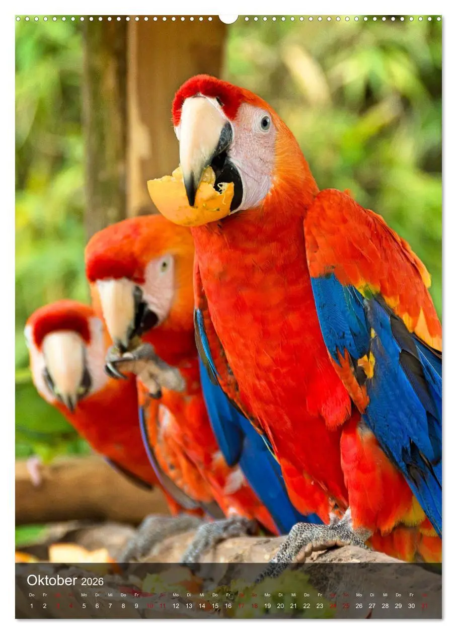 Bild: 9783516331752 | Papageien - exotische Schönheiten (Wandkalender 2026 DIN A2 hoch),...