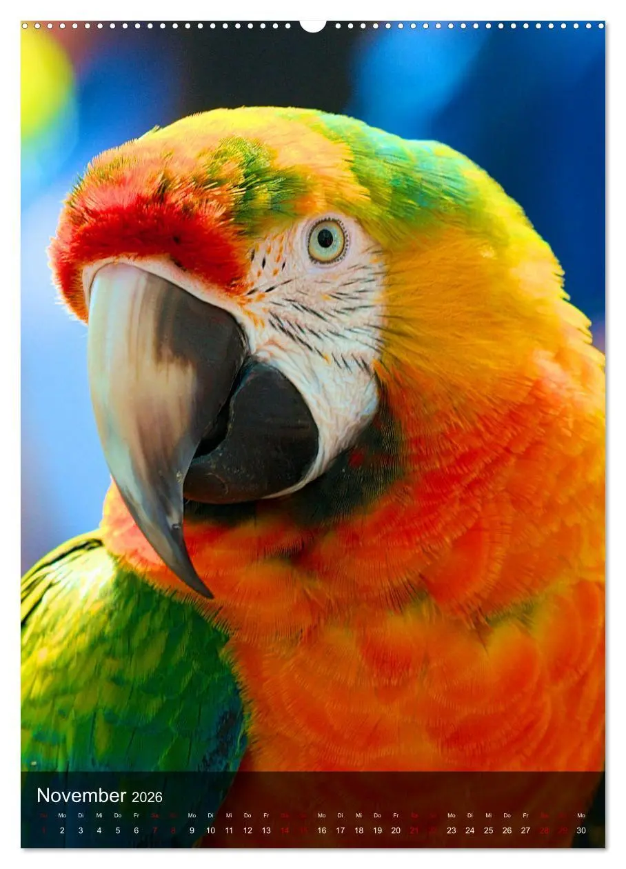 Bild: 9783516331752 | Papageien - exotische Schönheiten (Wandkalender 2026 DIN A2 hoch),...