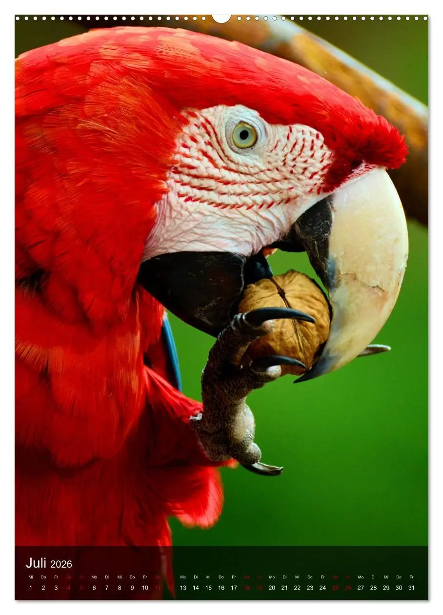 Bild: 9783516331752 | Papageien - exotische Schönheiten (Wandkalender 2026 DIN A2 hoch),...