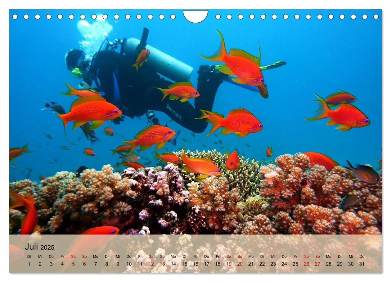 Bild: 9783383981852 | Erlebnis Tauchen - faszinierende Unterwasserwelt (Wandkalender 2025...
