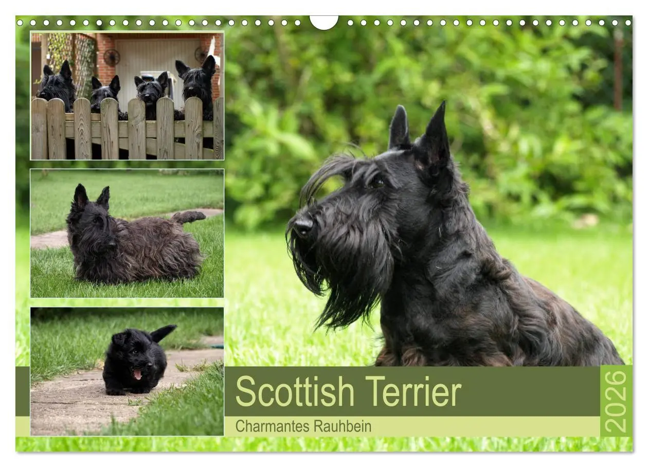 Cover: 9783457841952 | Scottish Terrier - Charmantes Rauhbein (Wandkalender 2026 DIN A3...