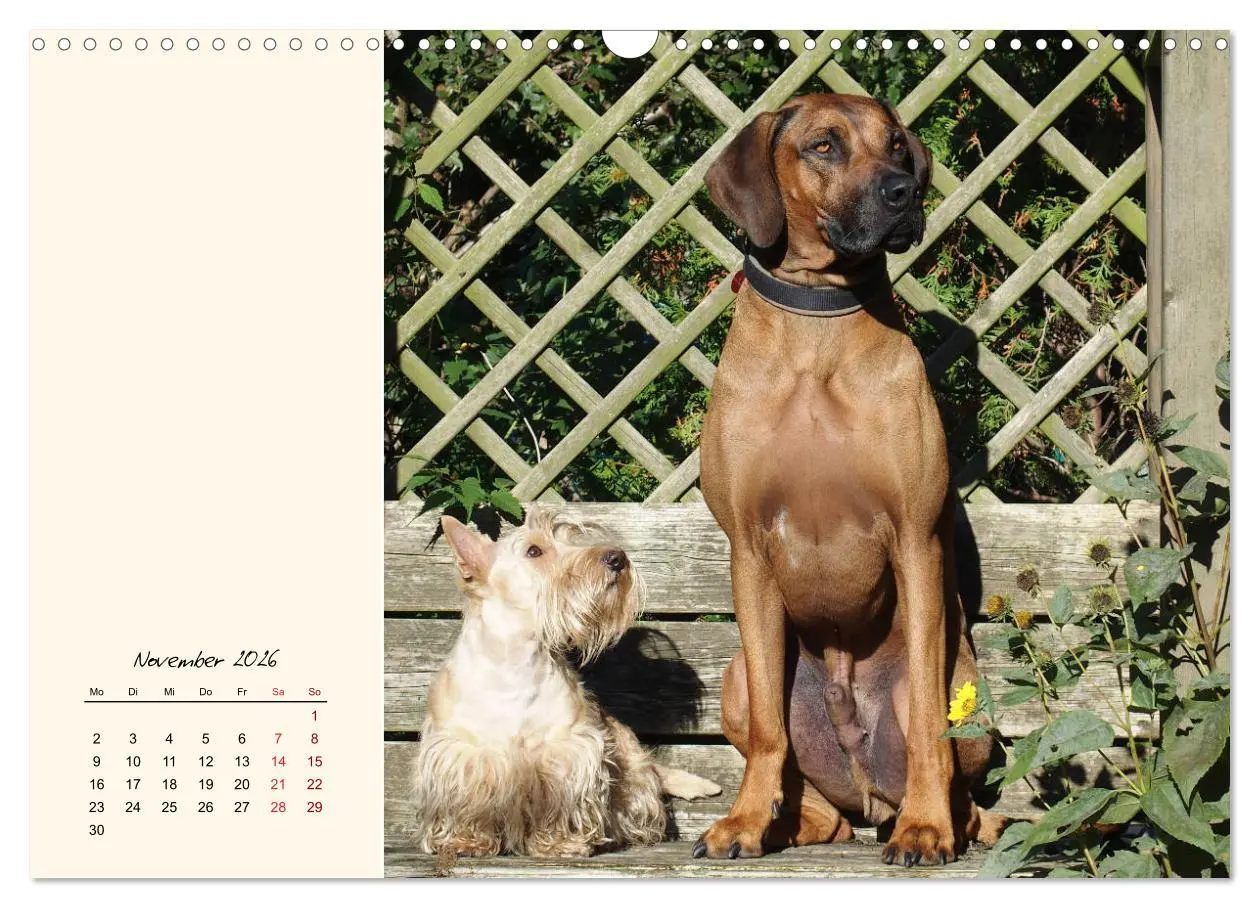 Bild: 9783457841952 | Scottish Terrier - Charmantes Rauhbein (Wandkalender 2026 DIN A3...