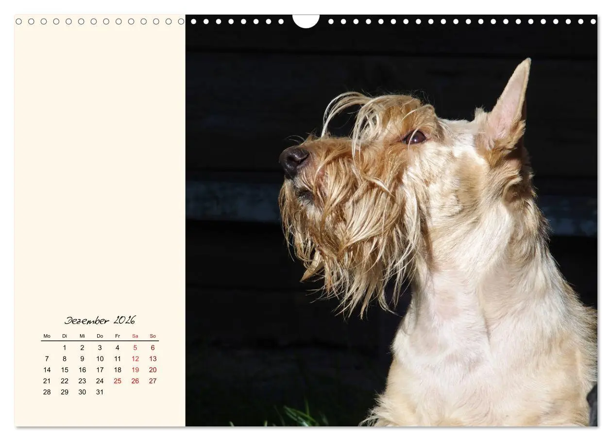 Bild: 9783457841952 | Scottish Terrier - Charmantes Rauhbein (Wandkalender 2026 DIN A3...