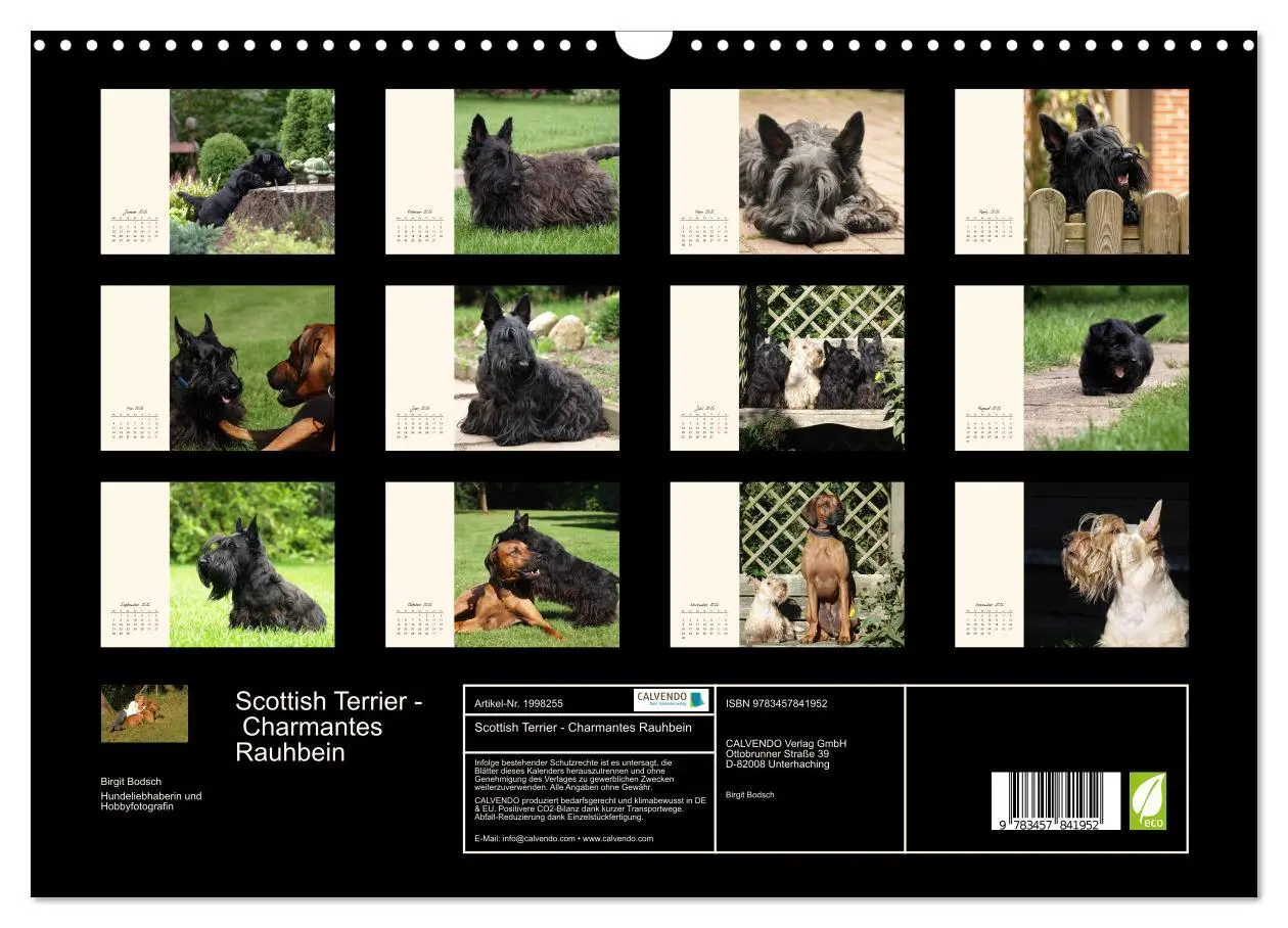 Bild: 9783457841952 | Scottish Terrier - Charmantes Rauhbein (Wandkalender 2026 DIN A3...