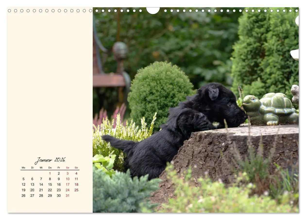 Bild: 9783457841952 | Scottish Terrier - Charmantes Rauhbein (Wandkalender 2026 DIN A3...