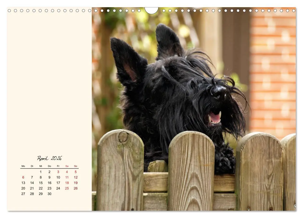 Bild: 9783457841952 | Scottish Terrier - Charmantes Rauhbein (Wandkalender 2026 DIN A3...