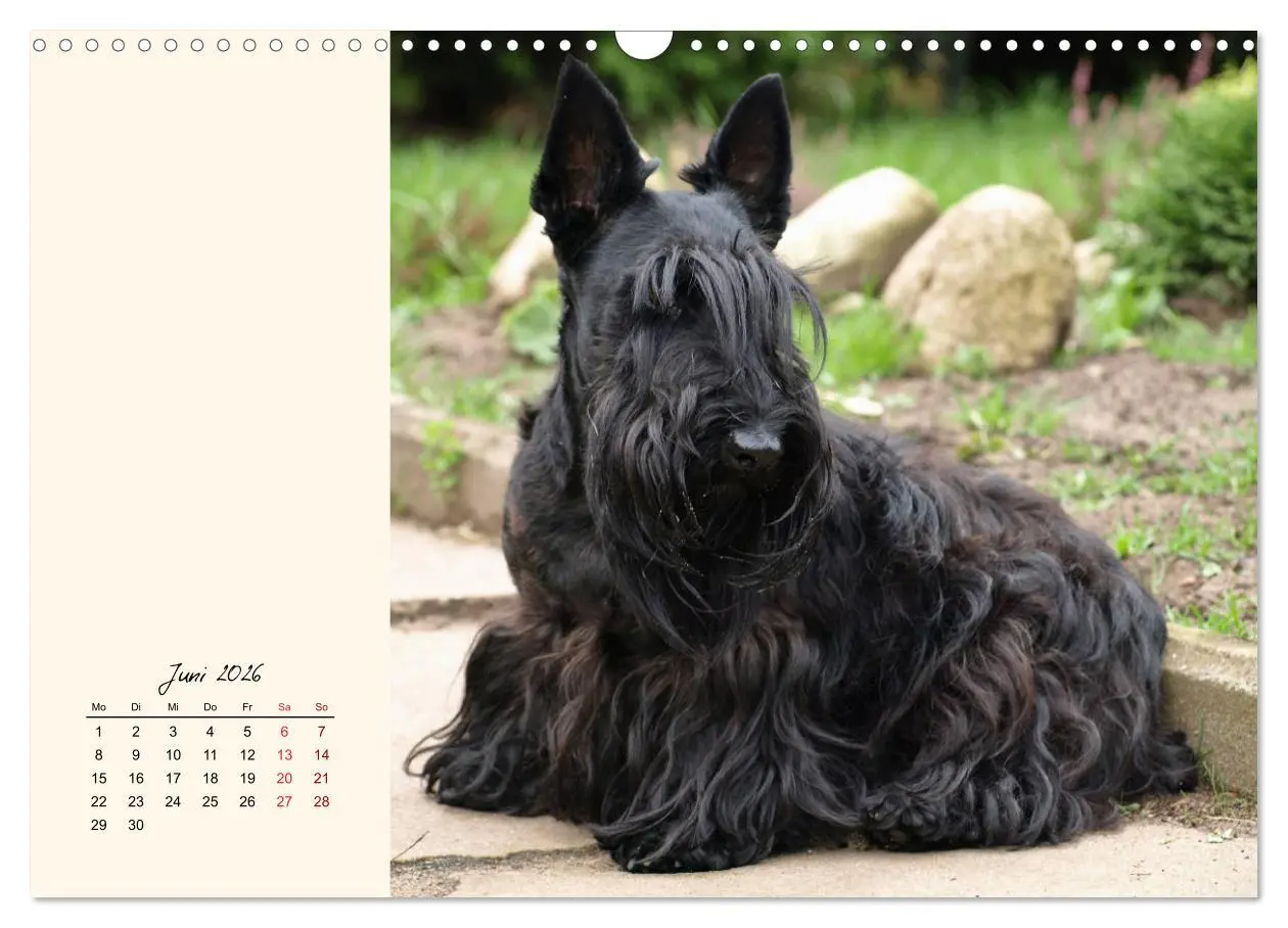 Bild: 9783457841952 | Scottish Terrier - Charmantes Rauhbein (Wandkalender 2026 DIN A3...