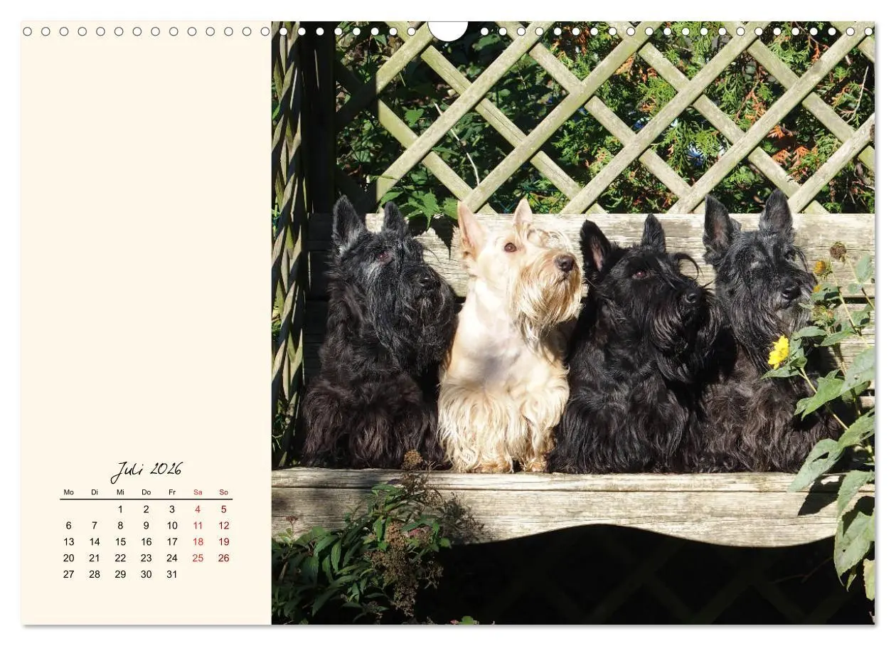 Bild: 9783457841952 | Scottish Terrier - Charmantes Rauhbein (Wandkalender 2026 DIN A3...