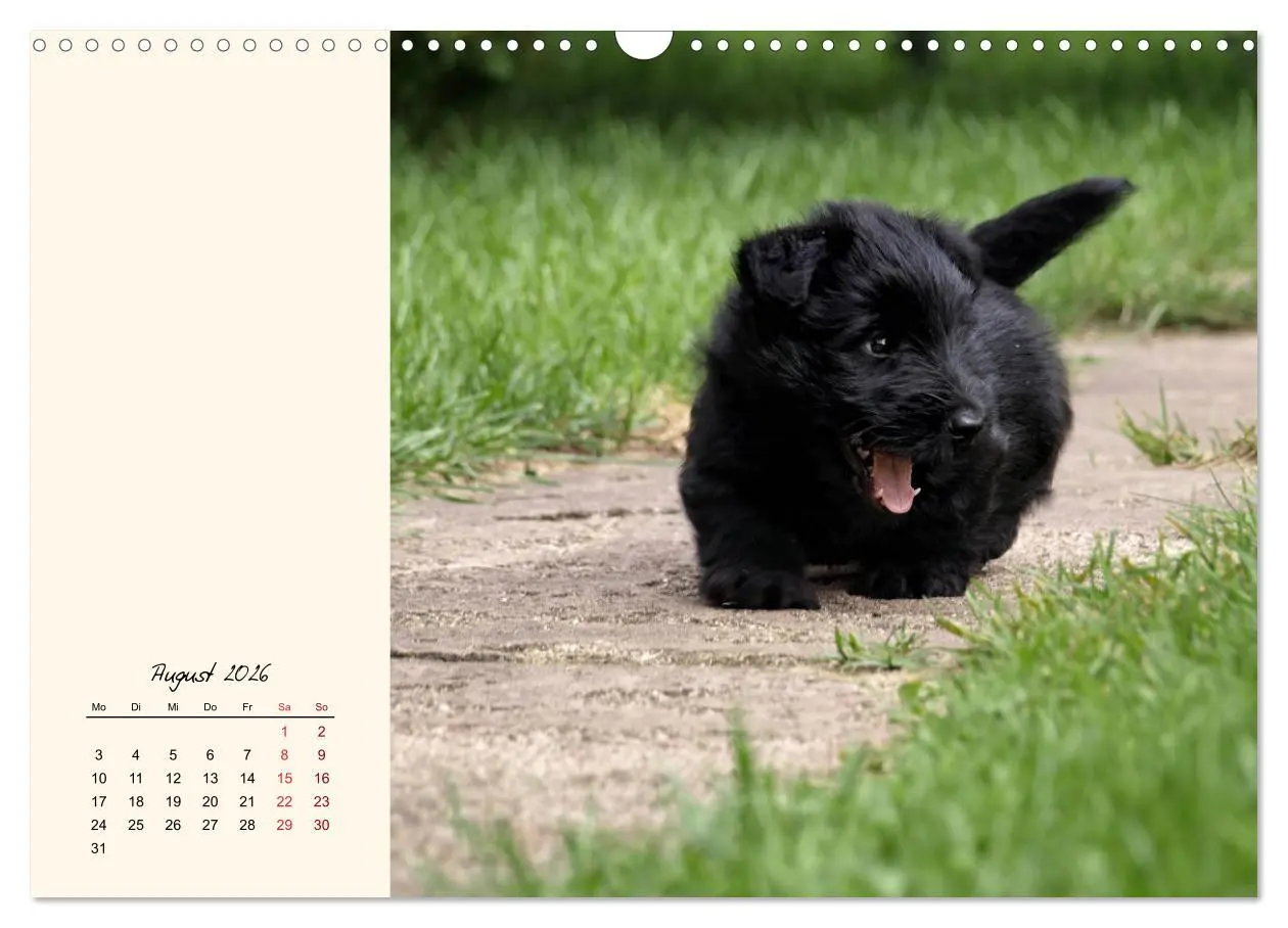 Bild: 9783457841952 | Scottish Terrier - Charmantes Rauhbein (Wandkalender 2026 DIN A3...