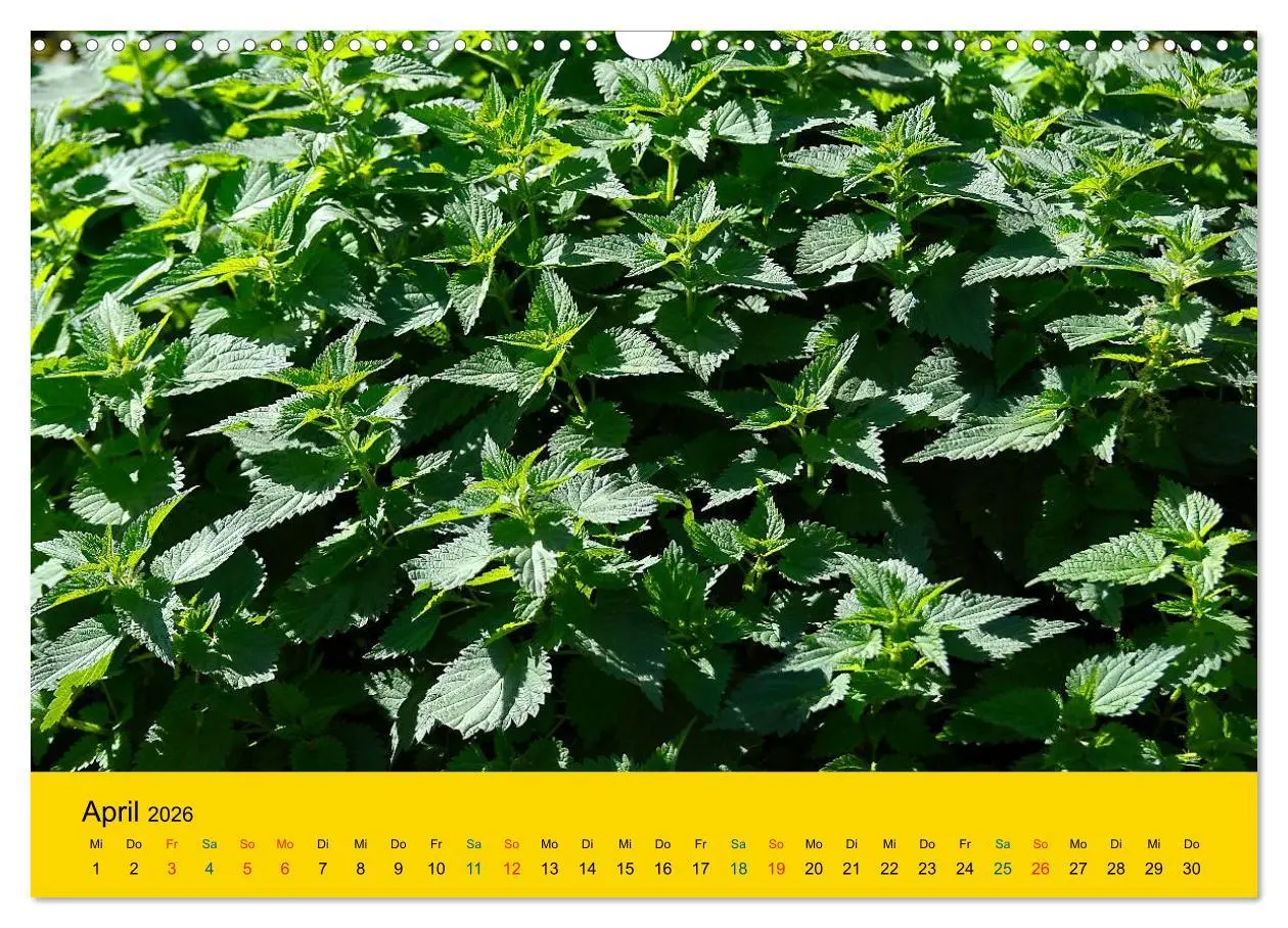 Bild: 9783516171952 | Heil- und Küchenkräuter (Wandkalender 2026 DIN A3 quer), CALVENDO...