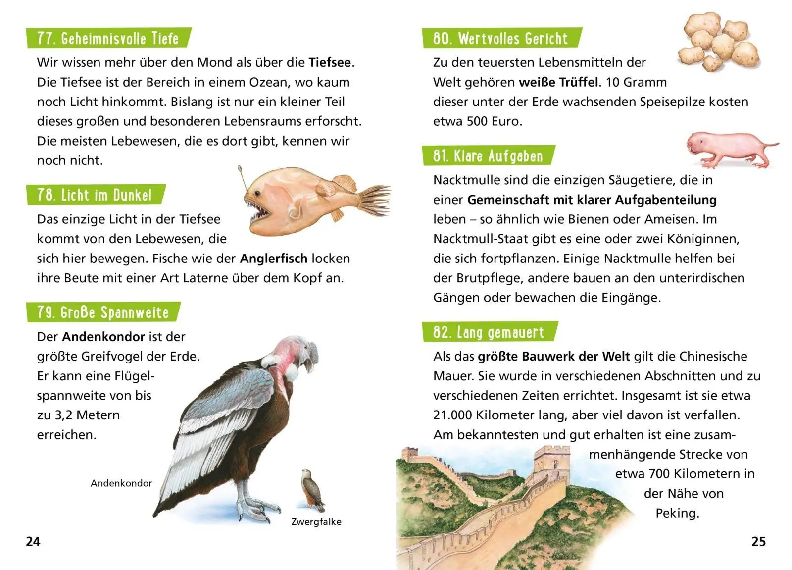 Bild: 9783551232052 | Pixi Wissen 57: VE 5: Die Erde. 100 erstaunliche Tatsachen | Thörner