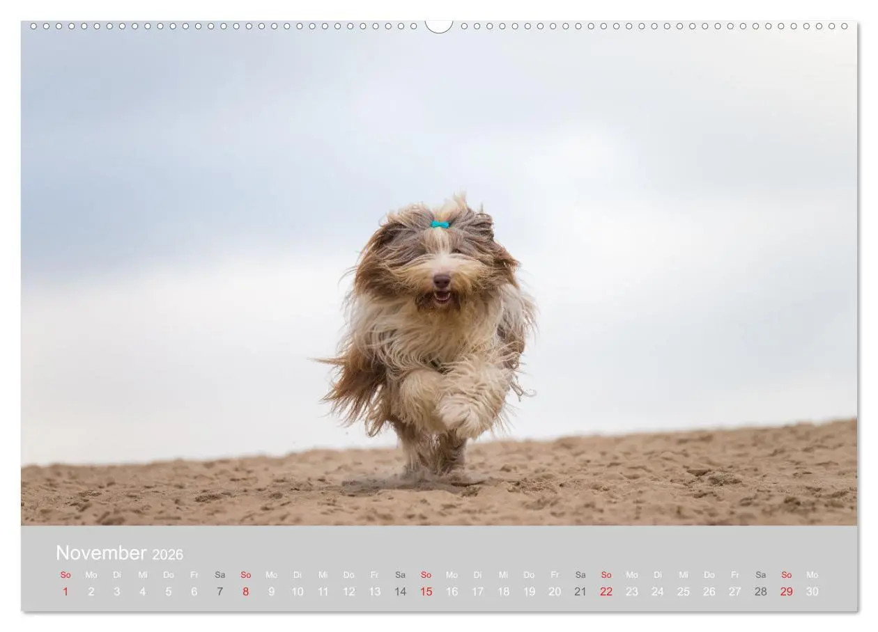 Bild: 9783457892152 | BEARDED COLLIES 2026 (hochwertiger Premium Wandkalender 2026 DIN A2...