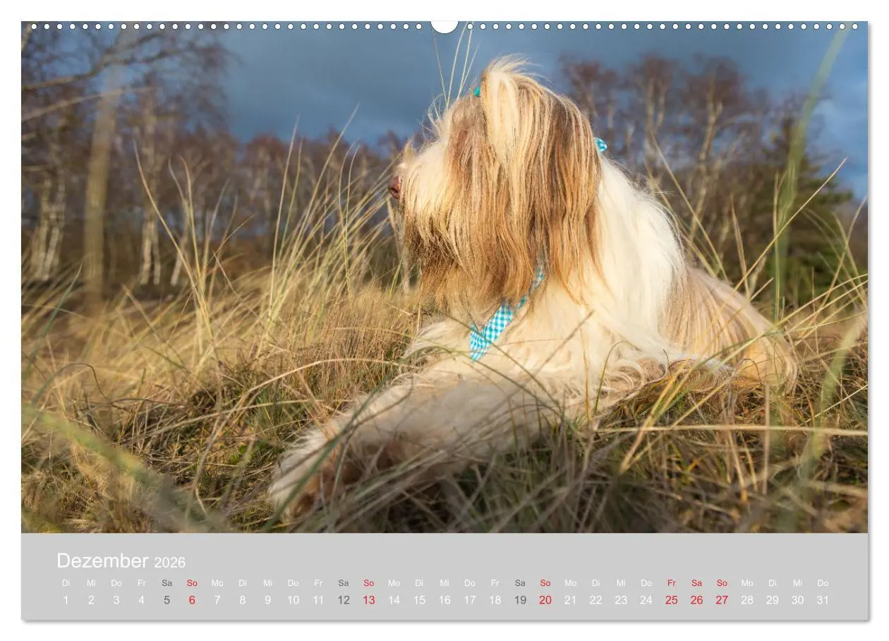Bild: 9783457892152 | BEARDED COLLIES 2026 (hochwertiger Premium Wandkalender 2026 DIN A2...
