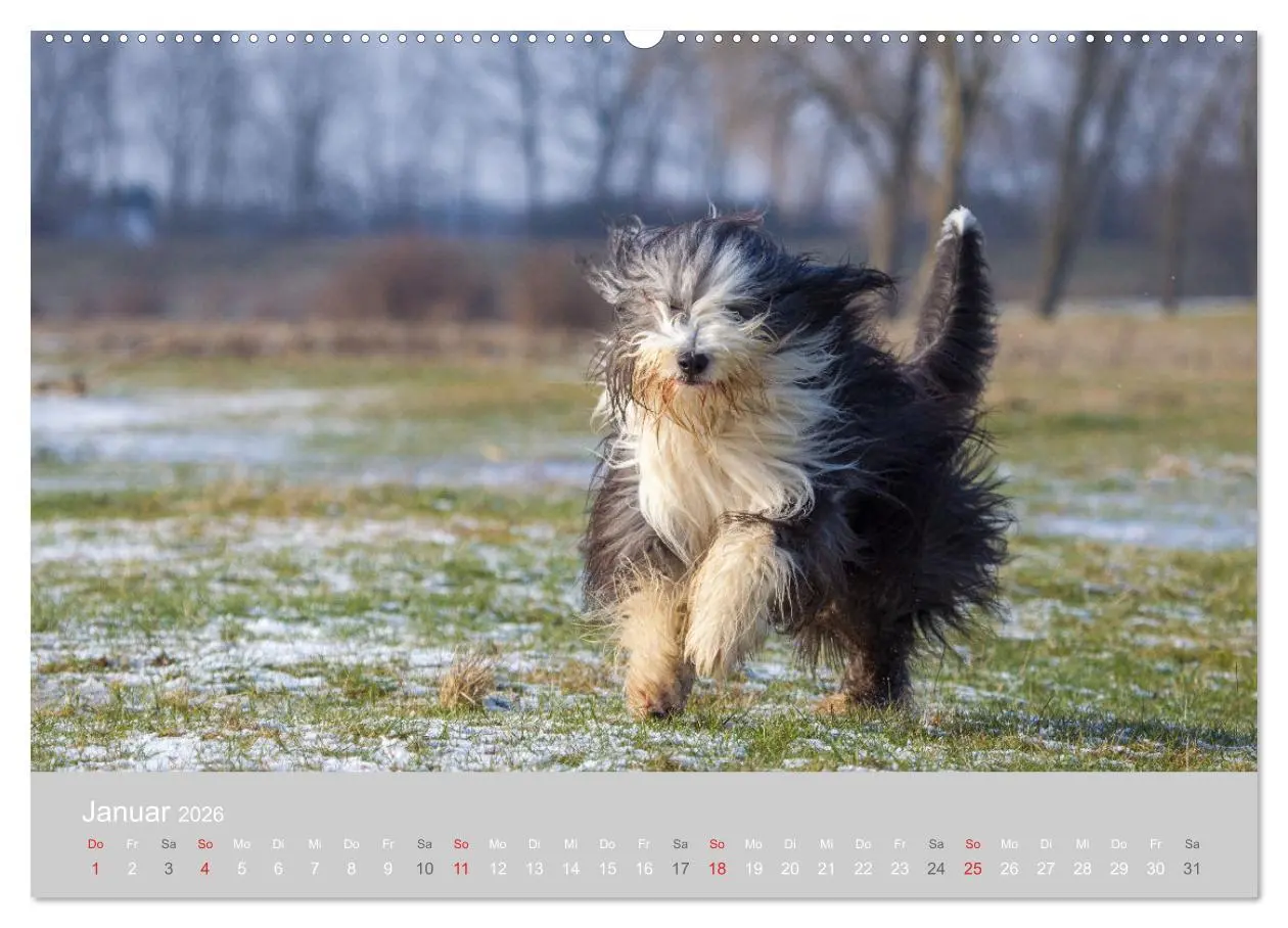 Bild: 9783457892152 | BEARDED COLLIES 2026 (hochwertiger Premium Wandkalender 2026 DIN A2...