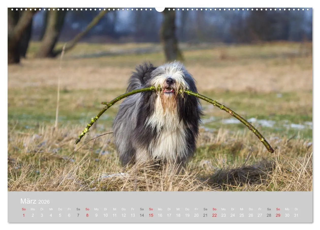 Bild: 9783457892152 | BEARDED COLLIES 2026 (hochwertiger Premium Wandkalender 2026 DIN A2...