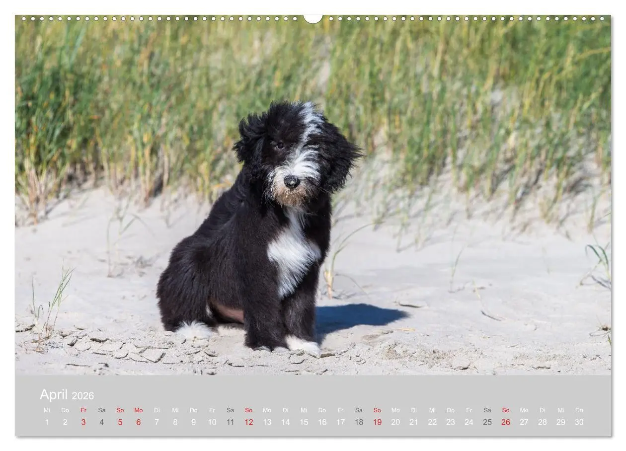Bild: 9783457892152 | BEARDED COLLIES 2026 (hochwertiger Premium Wandkalender 2026 DIN A2...