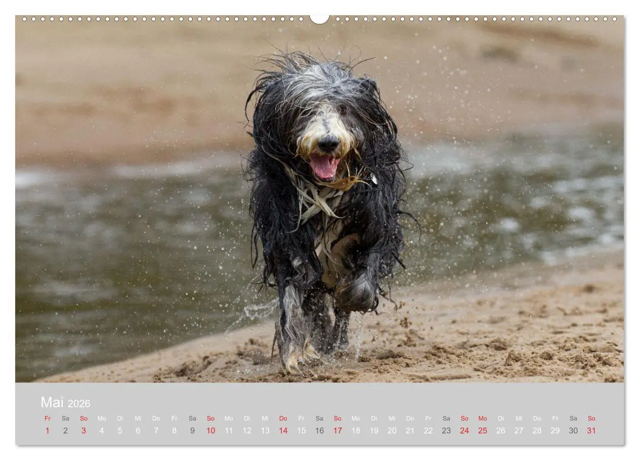 Bild: 9783457892152 | BEARDED COLLIES 2026 (hochwertiger Premium Wandkalender 2026 DIN A2...