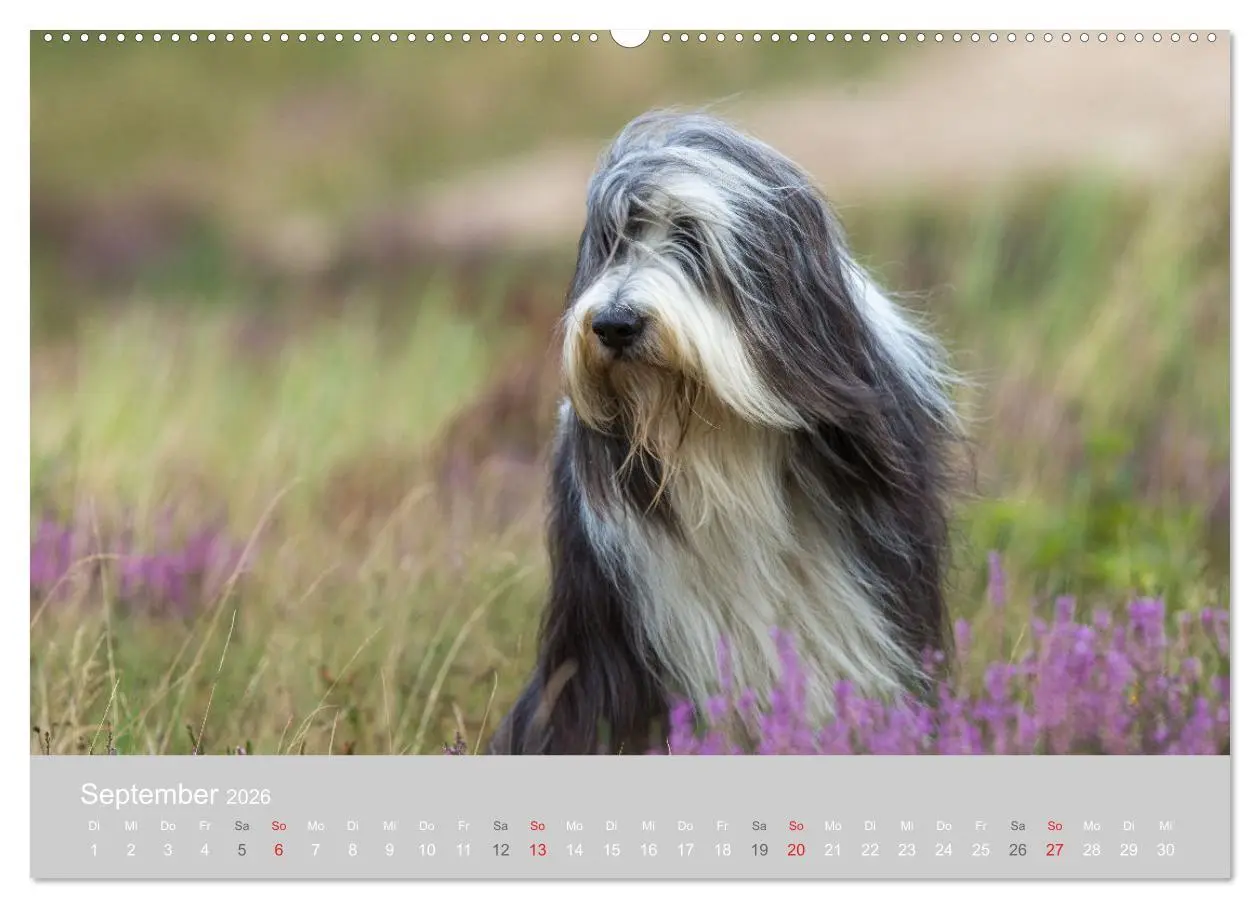 Bild: 9783457892152 | BEARDED COLLIES 2026 (hochwertiger Premium Wandkalender 2026 DIN A2...
