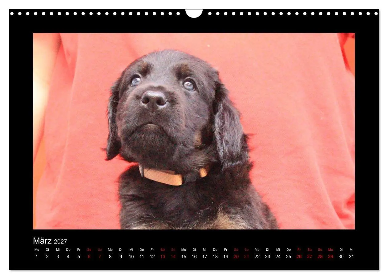 Bild: 9783569692152 | Der Hovawart... Dein Freund fürs Leben! (Wandkalender 2027 DIN A3...